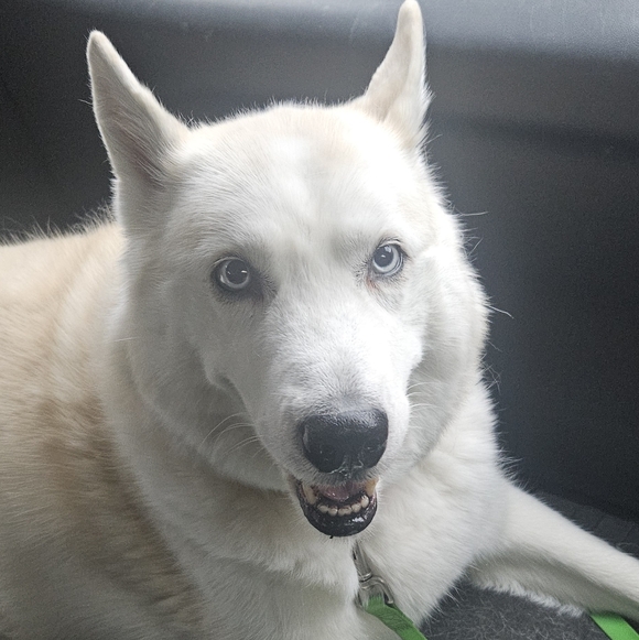 All Paws On Deck Show - Picture 8 of 15